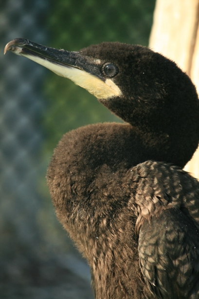 Juvenile Double-Crested Cormorant